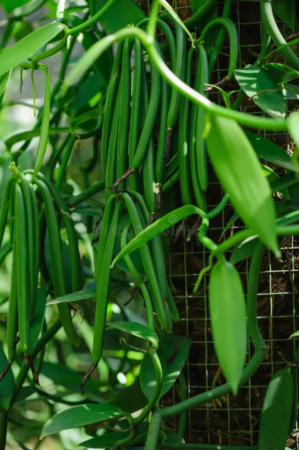 green vanilla plants garden green vanilla plants growth garden 93924768